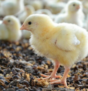 chicks on the field