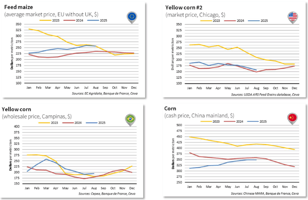 FEED MAIZE GRAPHS
