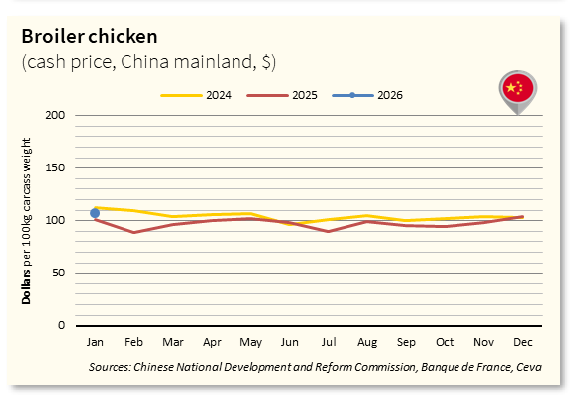 Broiler Chicken Market - CH Jan26