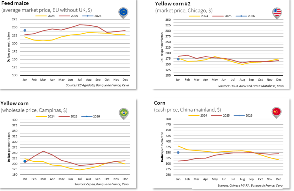 Feed Maize - Yellow Corn Jan26