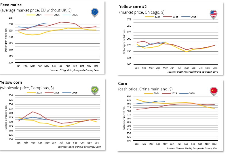 Corn Feed Maize & Yellow corn-may 2026